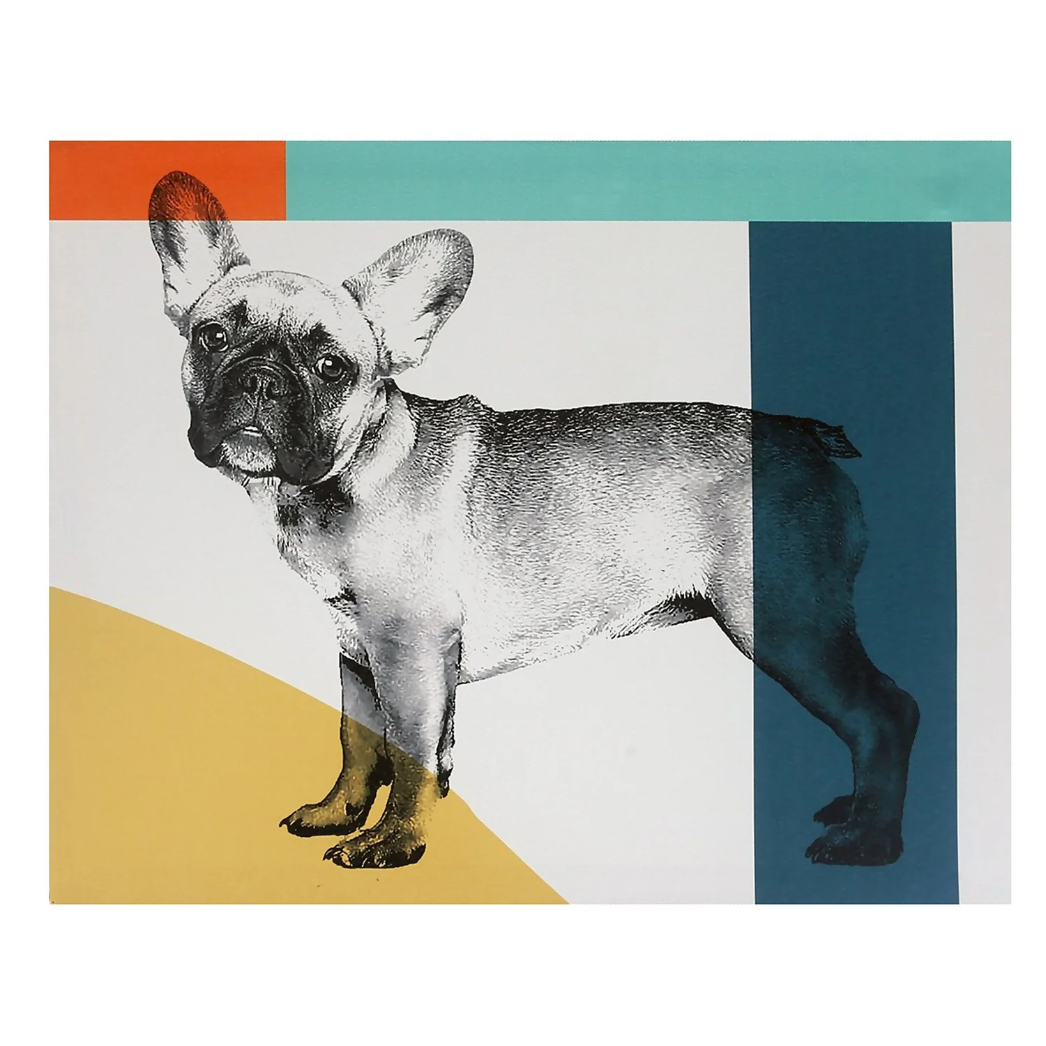 French Bull Dog Canvas 1 French Bull Dog Canvas
